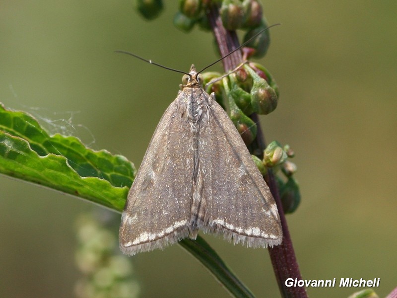 Crambidae da ID - Loxostege sticticalis